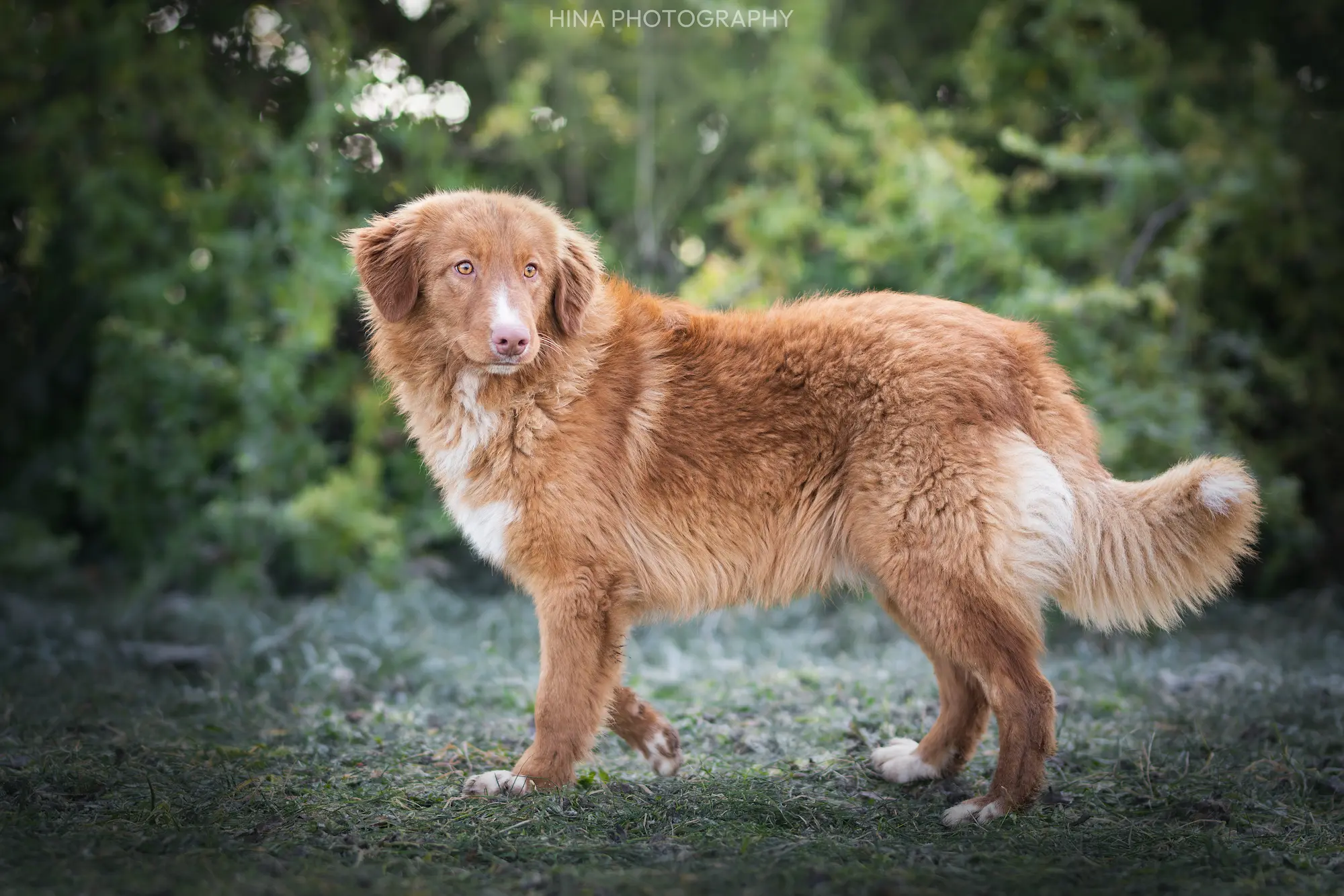 Nova Scotia Duck Tolling Retrievers playing in the grass at the kennel in Beaumont-du-Gâtinais