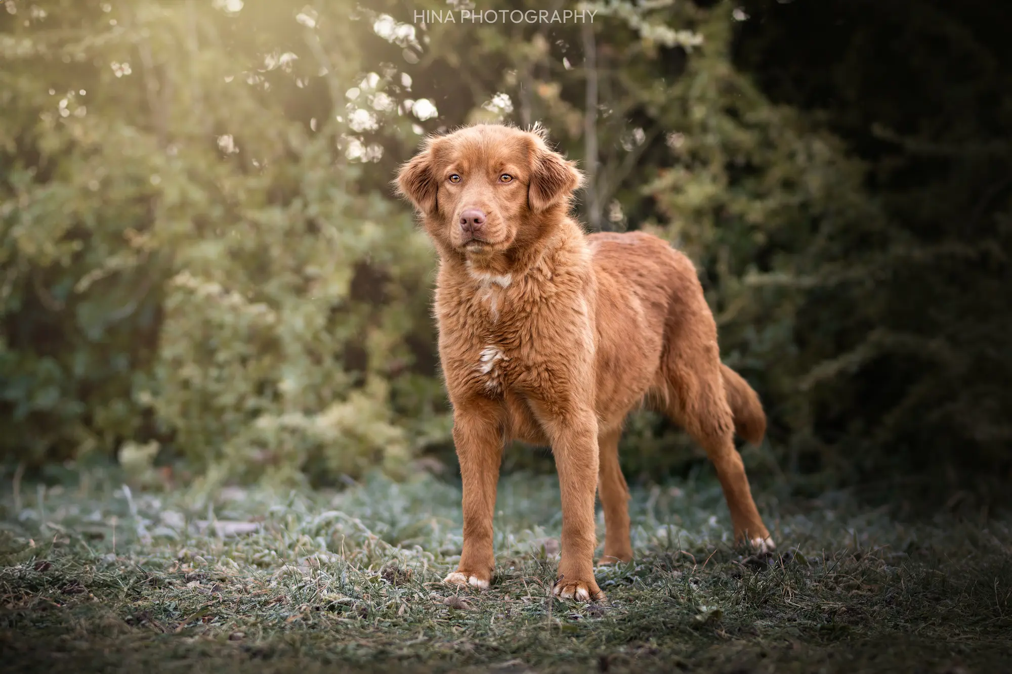 Nova Scotia Duck Tolling Retriever with a russet coat in the French countryside, family kennel near Paris