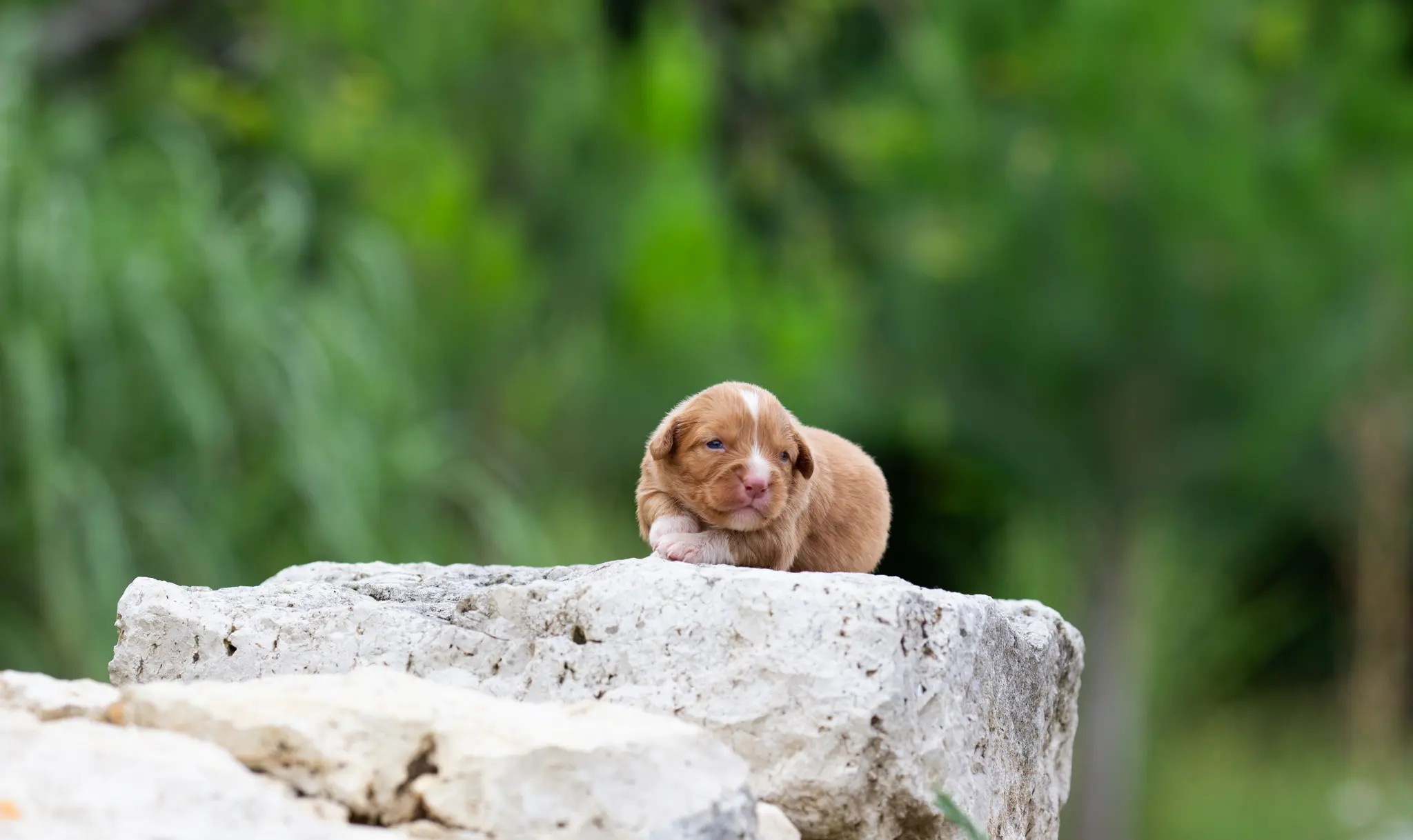 Vulko, a male Nova Scotia Duck Tolling Retriever puppy with a bright russet coat, lying in the grass