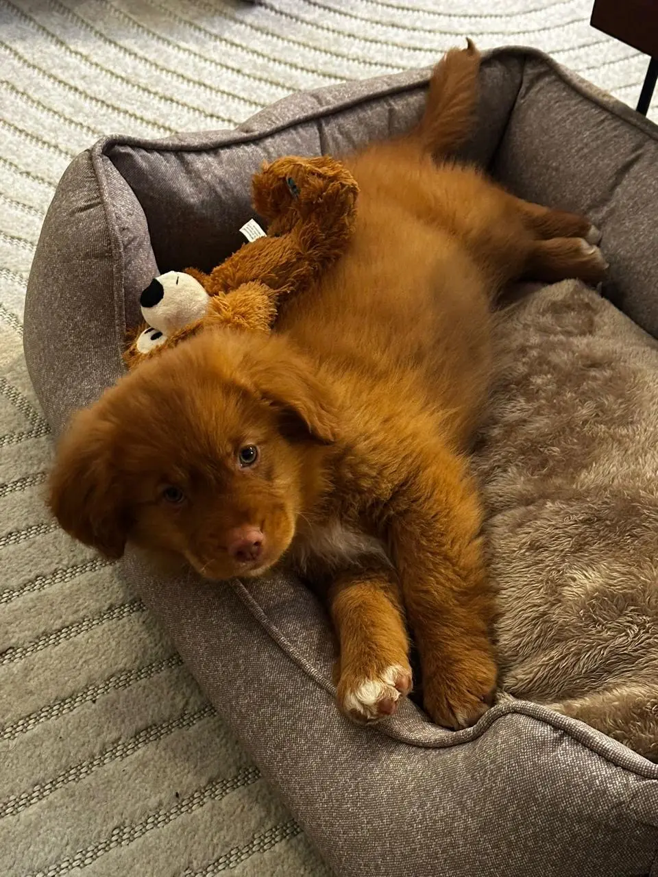 Nova Scotia Duck Tolling Retriever puppy asleep in its bed with a soft toy, kennel in Beaumont-du-Gâtinais