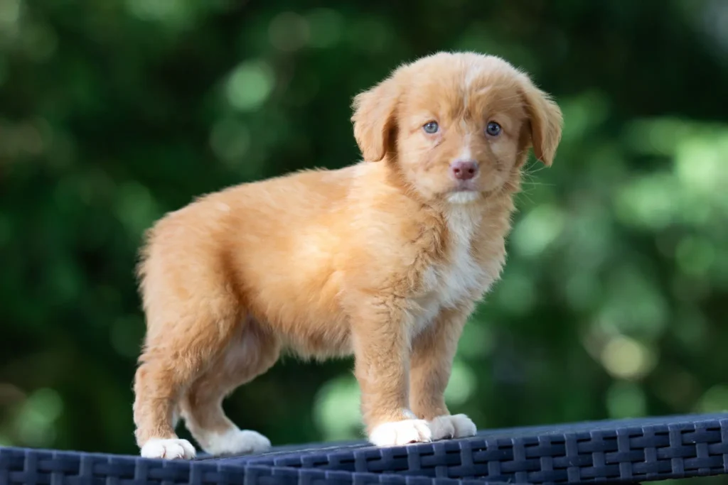 Chiot Toller Retrievers de la Nouvelle-Écosse adoption disponible Ile de France