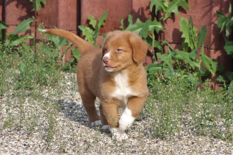 Préparer l’arrivée d’un chiot Retriever de la Nouvelle Écosse