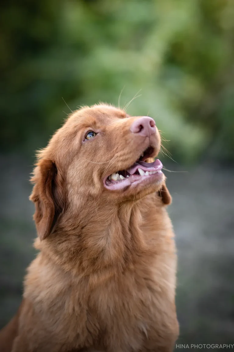 Élevage passionné de Retrievers de la Nouvelle-Écosse Reproducteur Rowena Ile de France