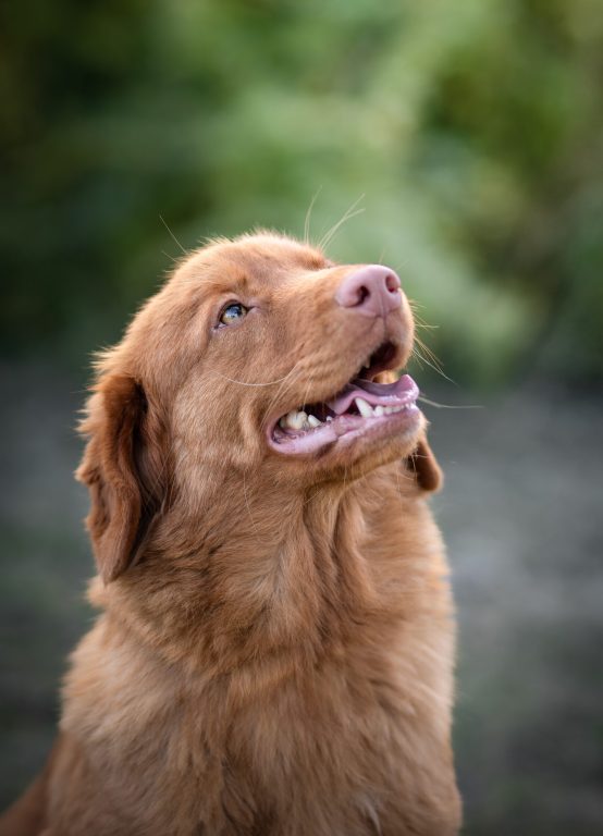 Retriever Nouvelle Ecosse